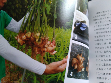 悪亀の評価写真