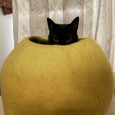 黒猫の評価写真