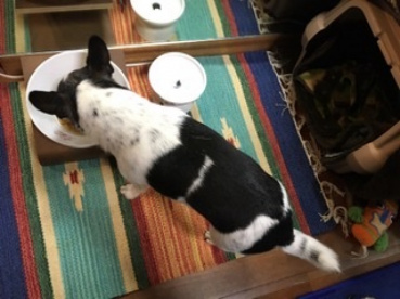 ふくろうの評価写真