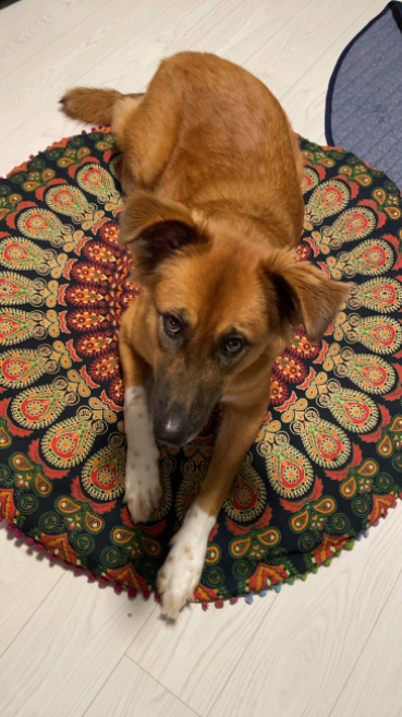 シンチャオの評価写真