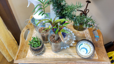 ドリアンの評価写真