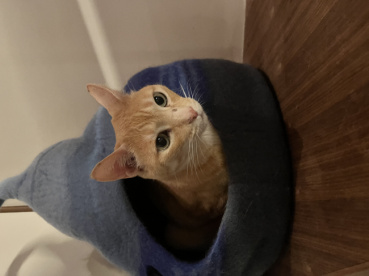 えっちゃんの評価写真