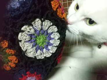 ぶぶの評価写真