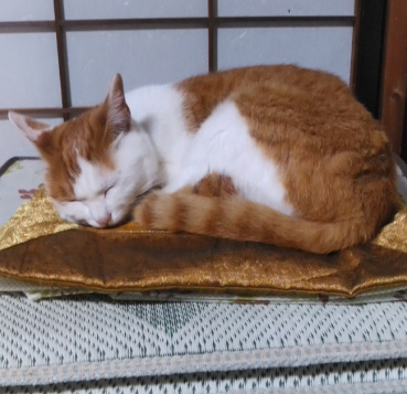 mmの評価写真