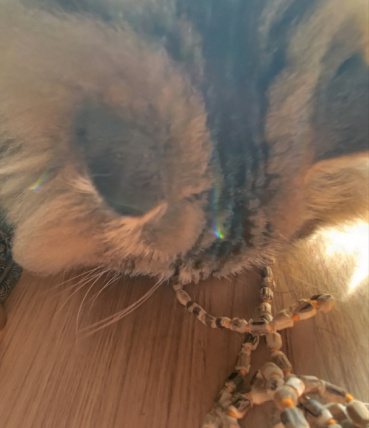 ふうの評価写真