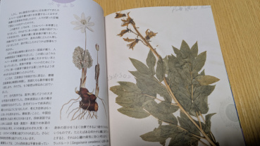 ドリアンの評価写真