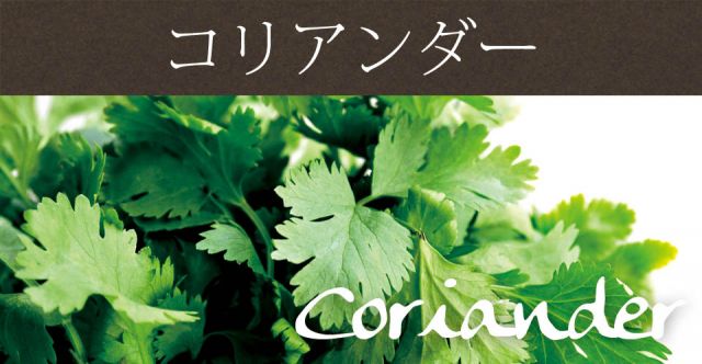 コリアンダー　パウダー - Corriander Powder 【500gパック】の上部写真説明