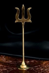 シヴァの三つ又 18.5cm